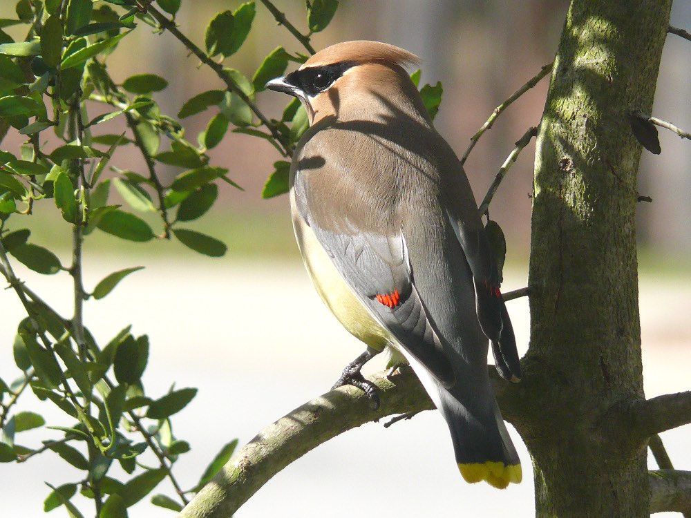 Cedar Waxwing