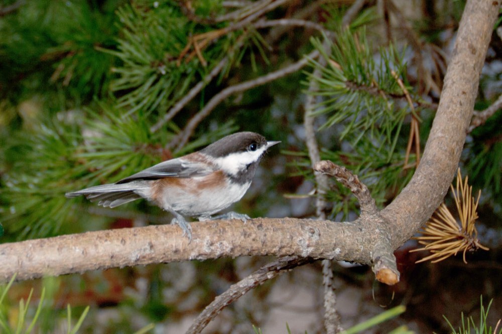 Chestnut-backed Chickadee