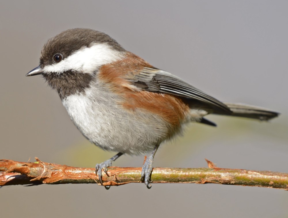 Chestnut-backed Chickadee