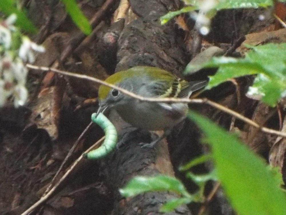 Chestnut-sided Warbler