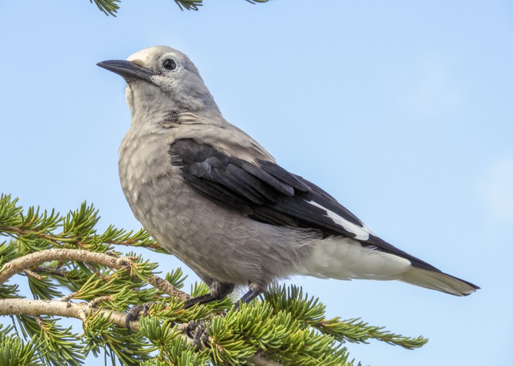 Male Clark's Nutcracker