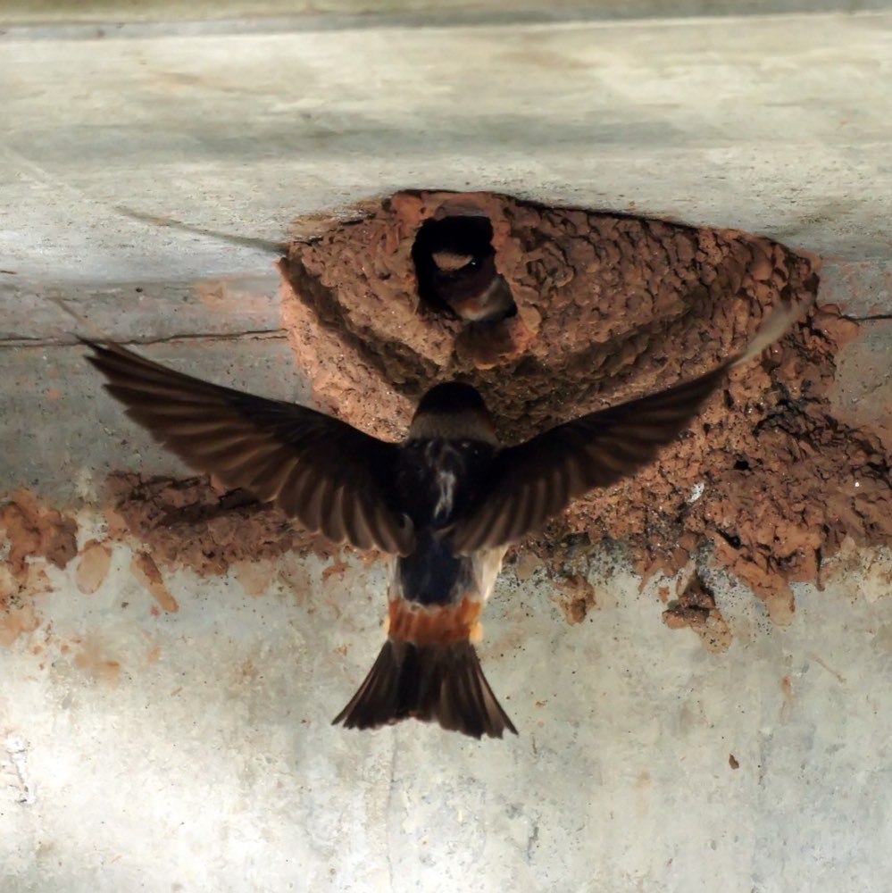 Cliff Swallow