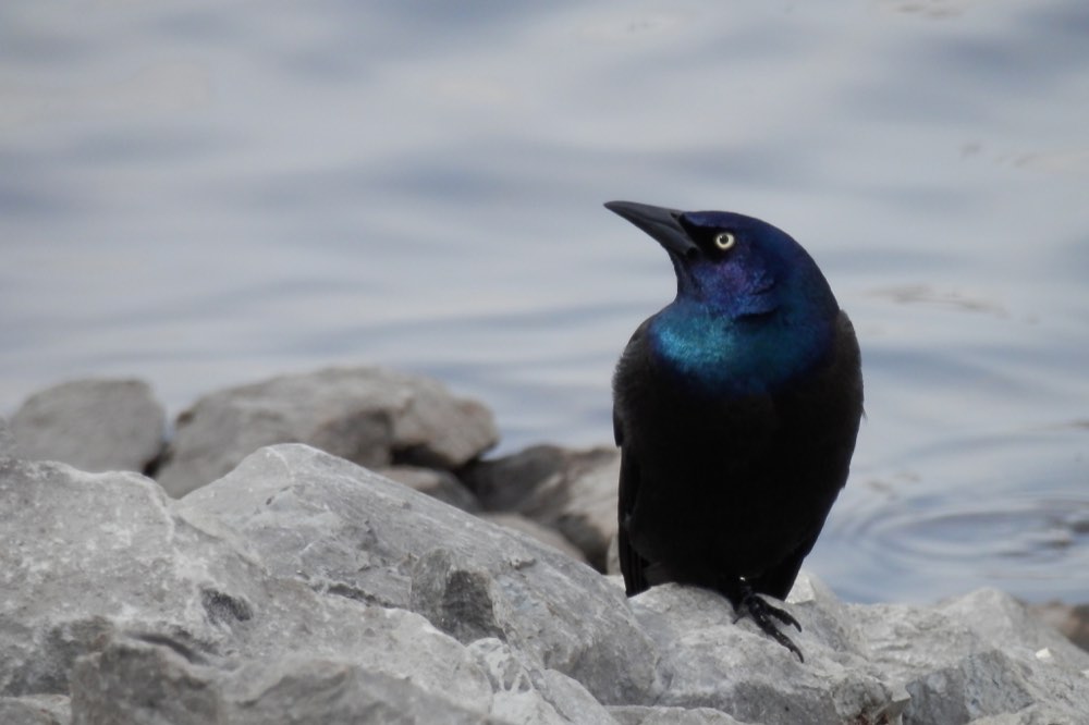 Common Grackle