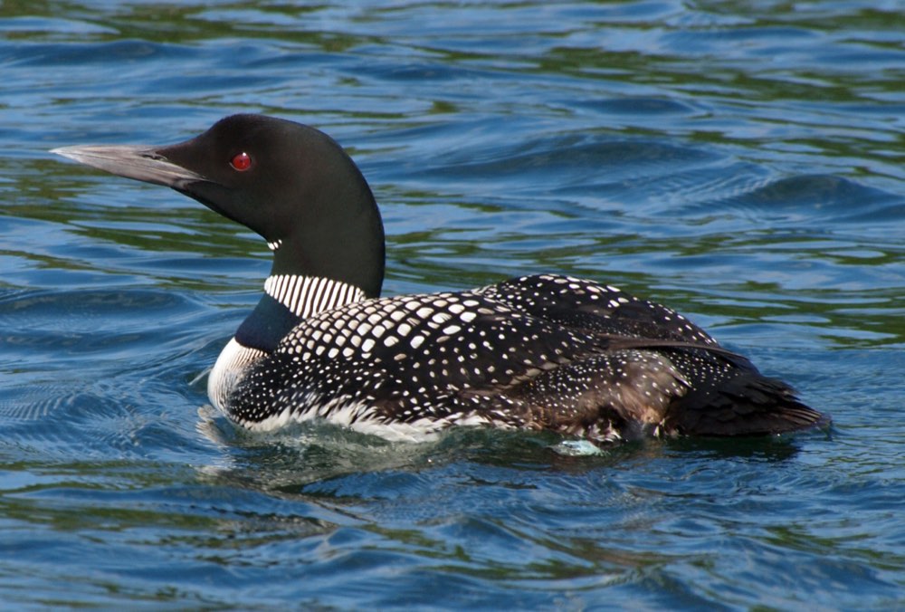 Male Common Loon