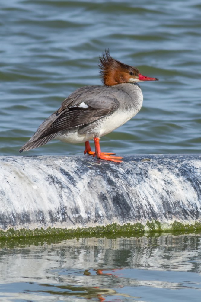 Female Common Merganser