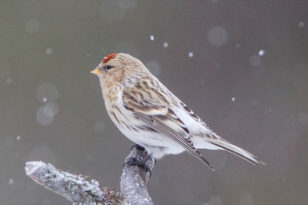 Common Redpoll