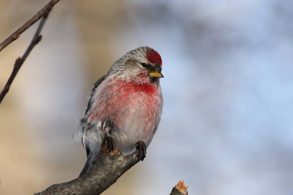 Male Common Redpoll