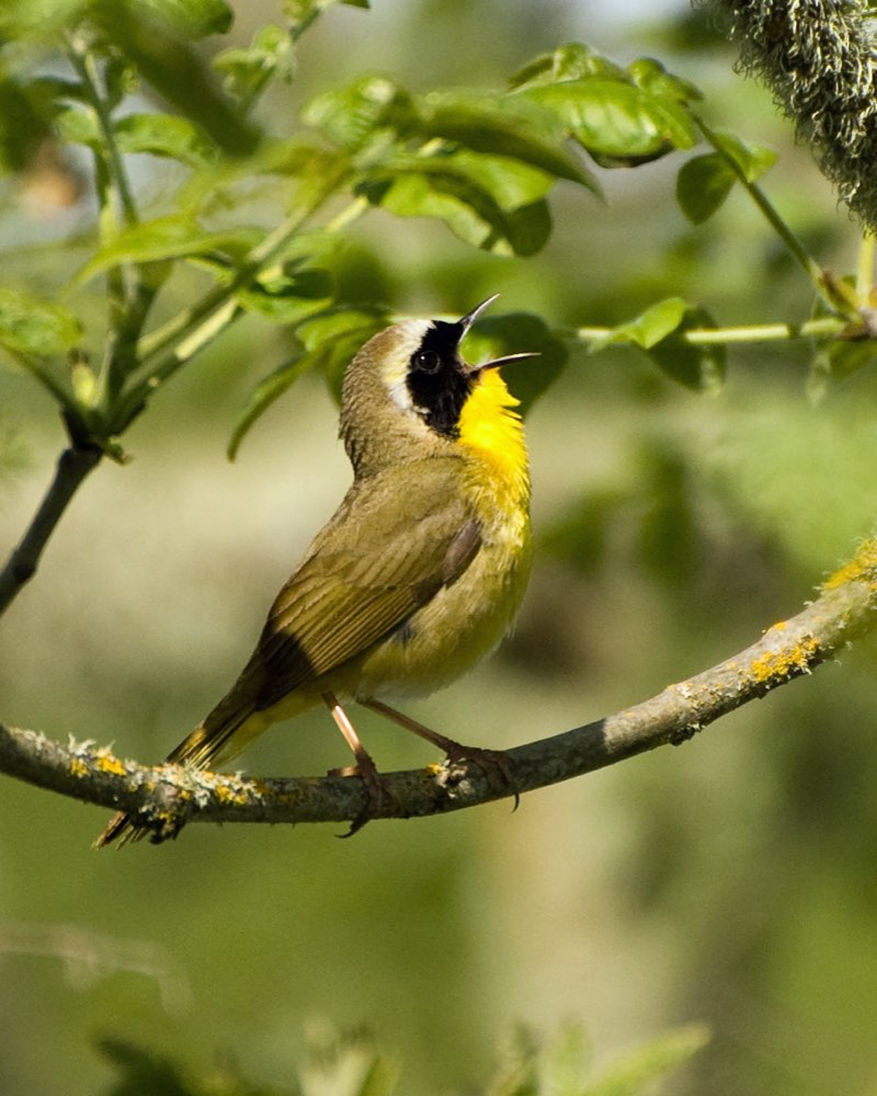 Common Yellowthroat