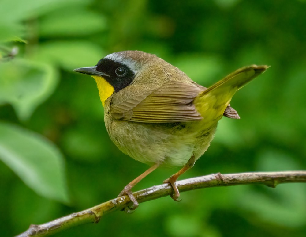 Common Yellowthroat