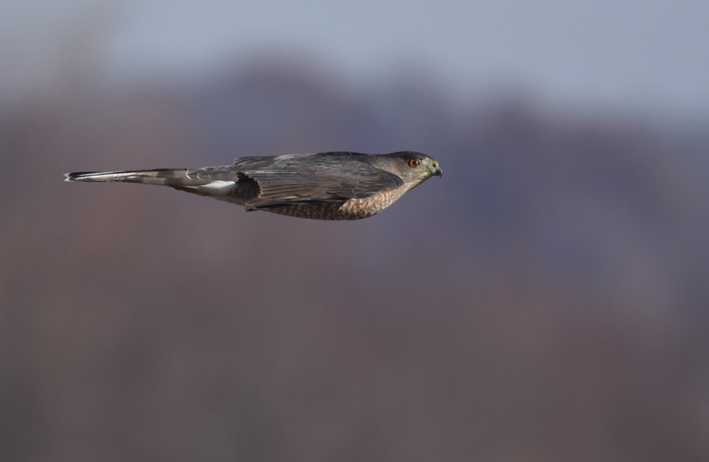 Cooper's Hawk