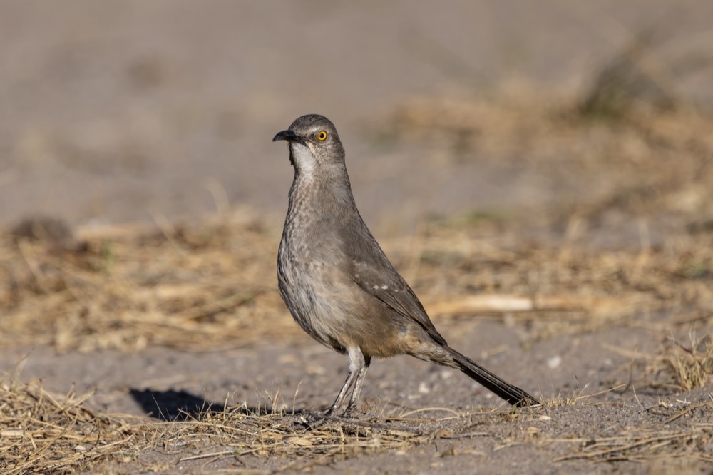 Curve-billed Thrasher