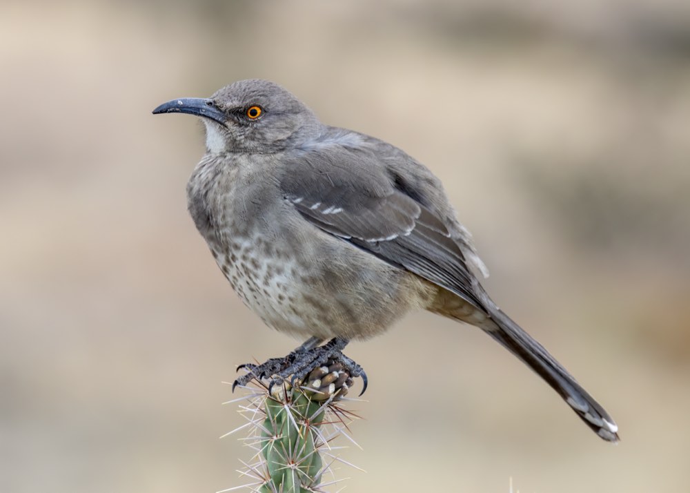 Curve-billed Thrasher