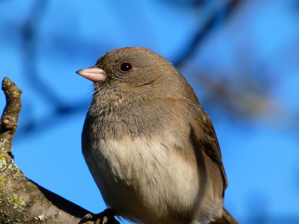 Dark-eyed Junco