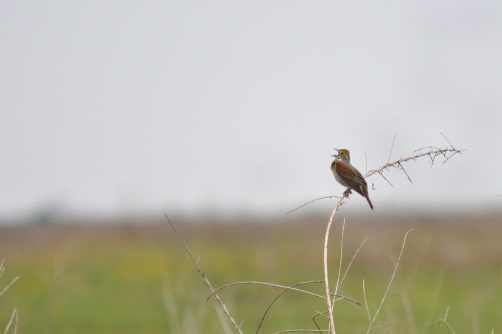 Dickcissel