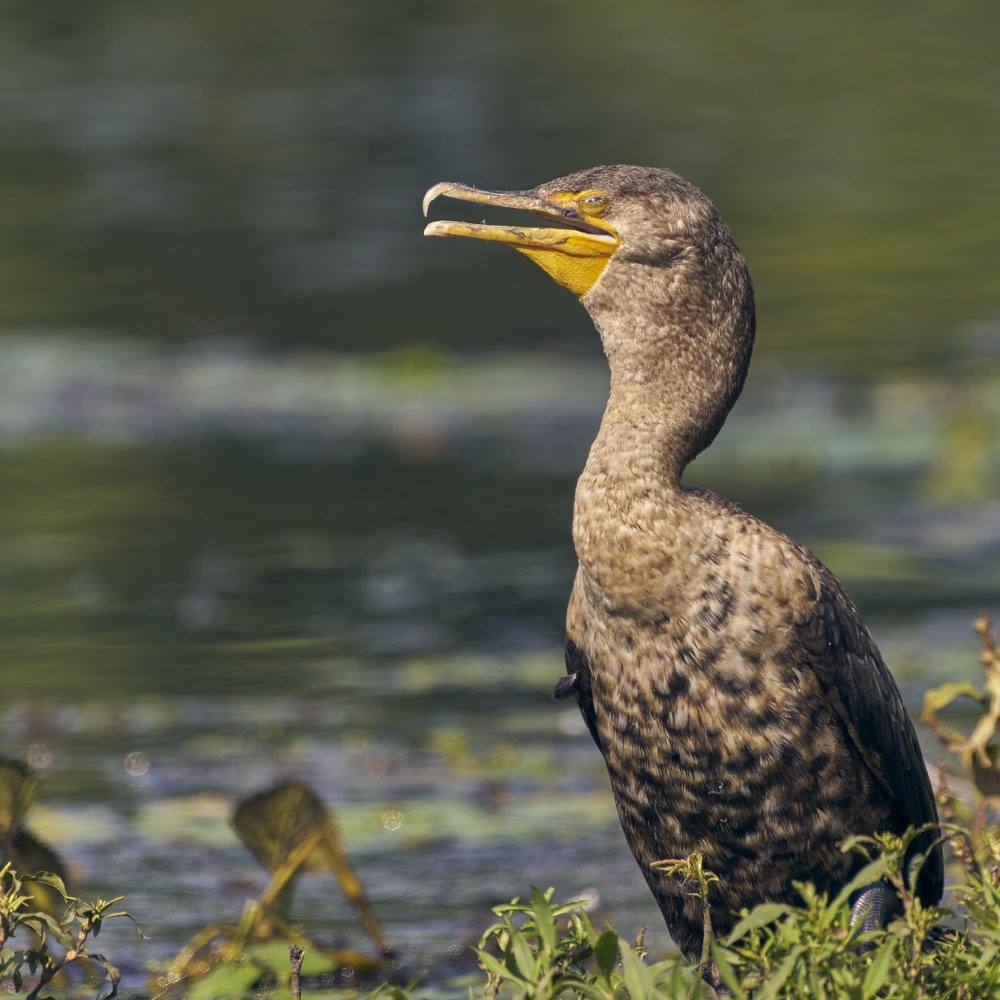 Double-crested Cormorant