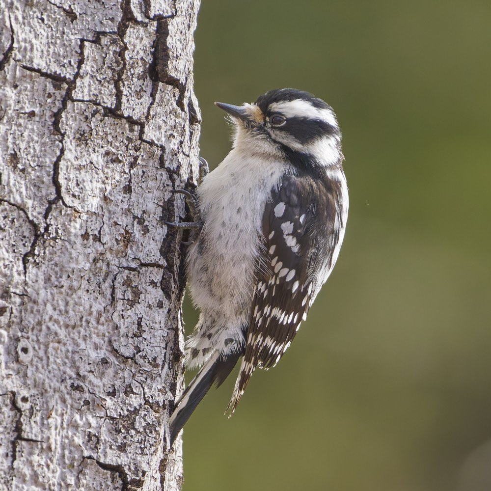 Downy Woodpecker