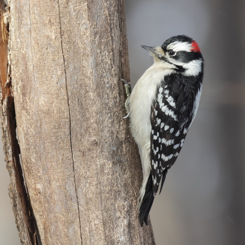 Downy Woodpecker
