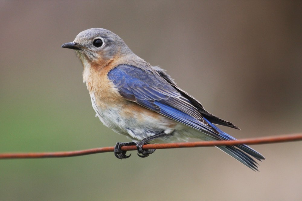 Female Eastern Bluebird