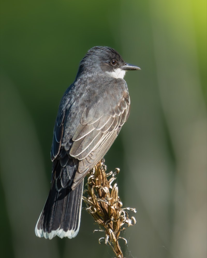 Eastern Kingbird