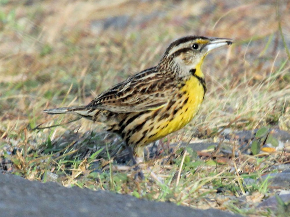 Eastern Meadowlark