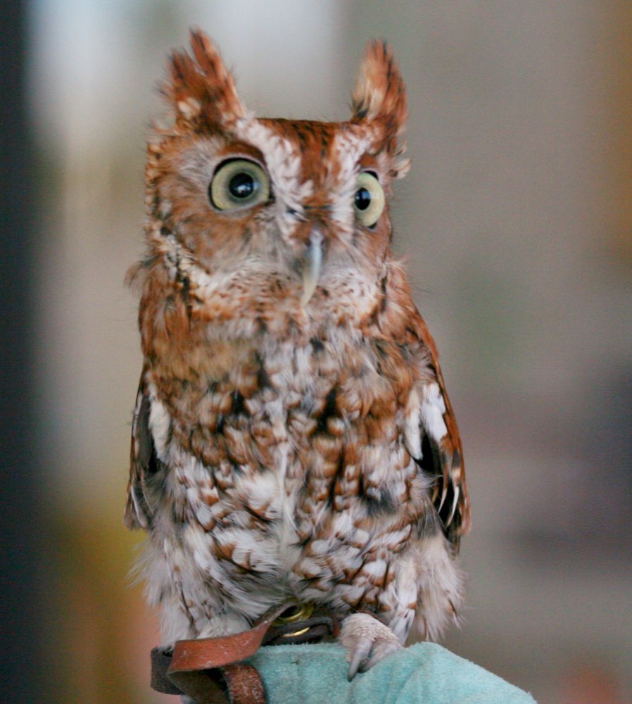 Eastern Screech-Owl