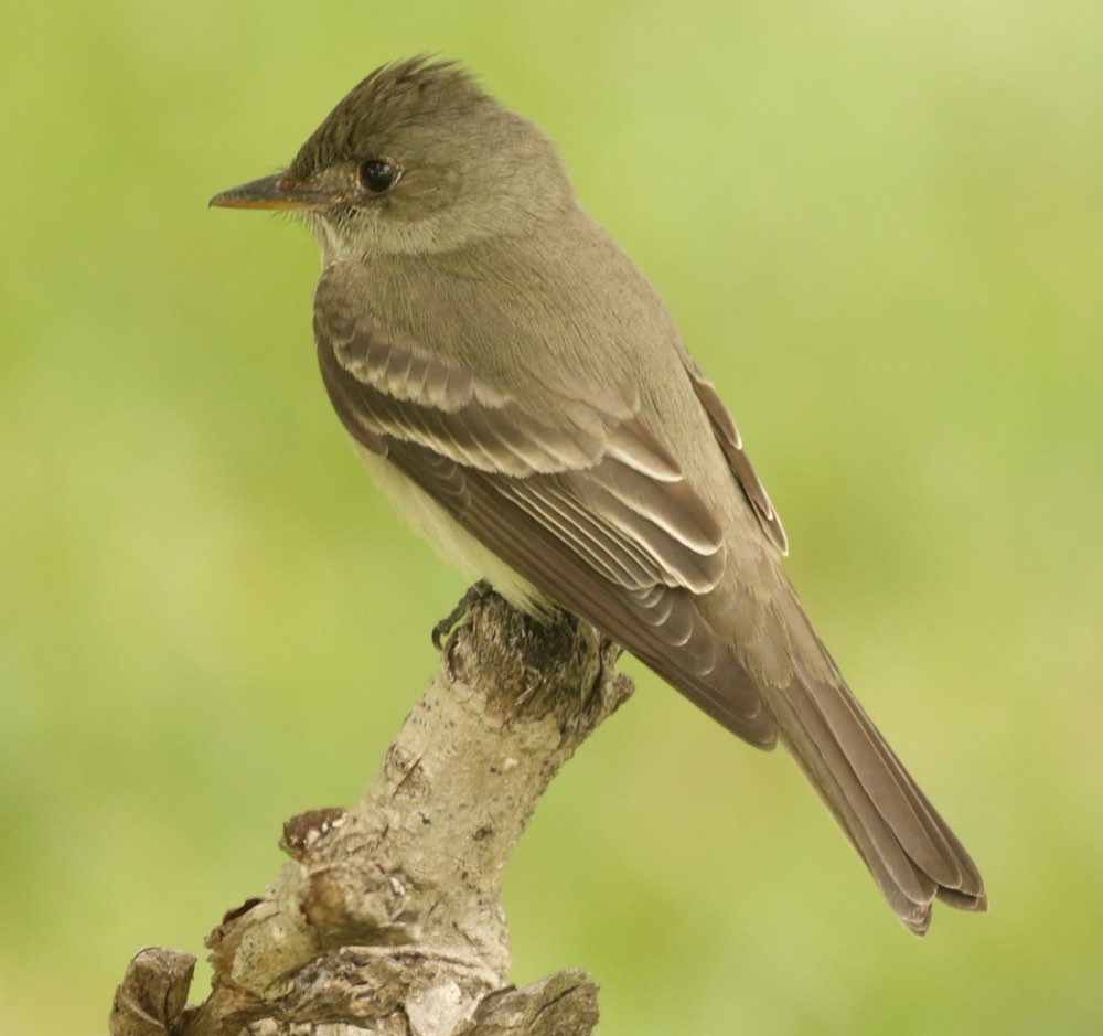 Eastern Wood-Pewee