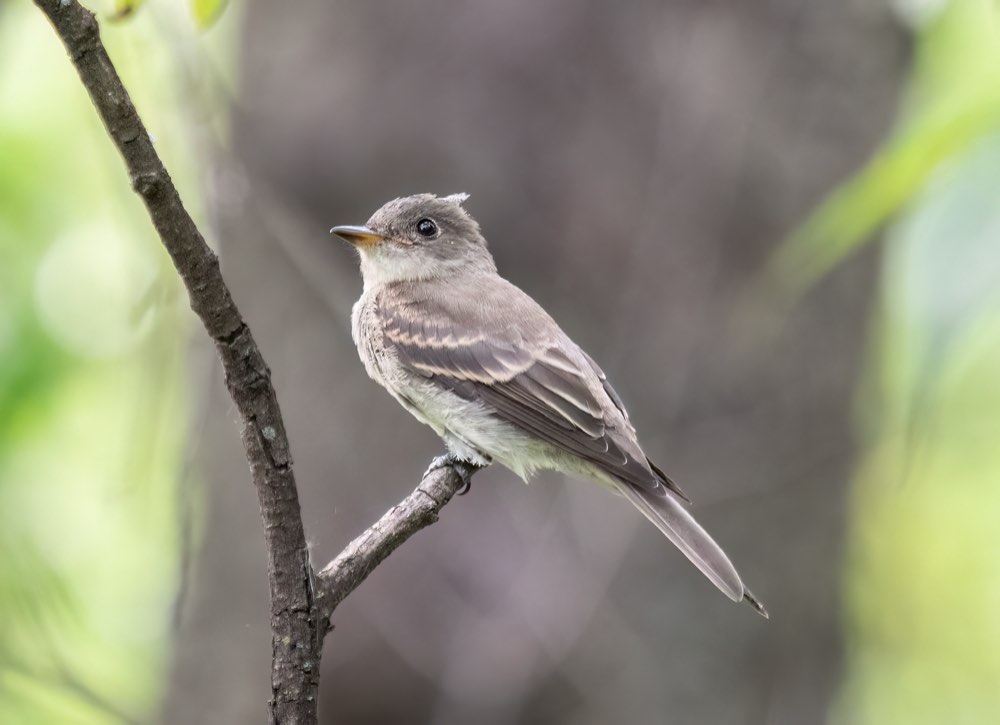 Eastern Wood-Pewee