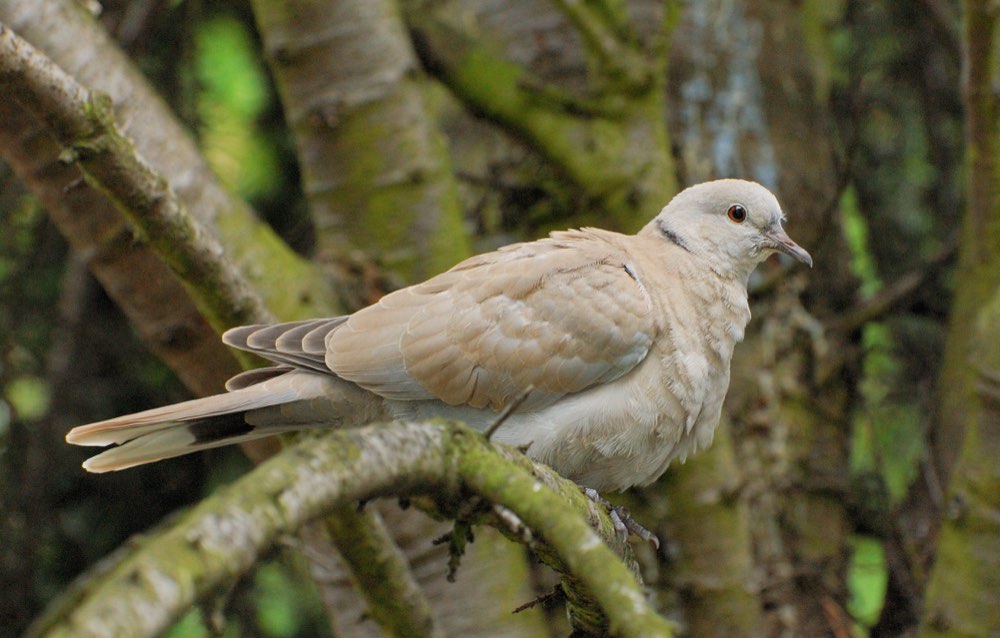 Eurasian Collared-Dove