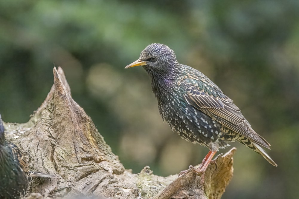 European Starling