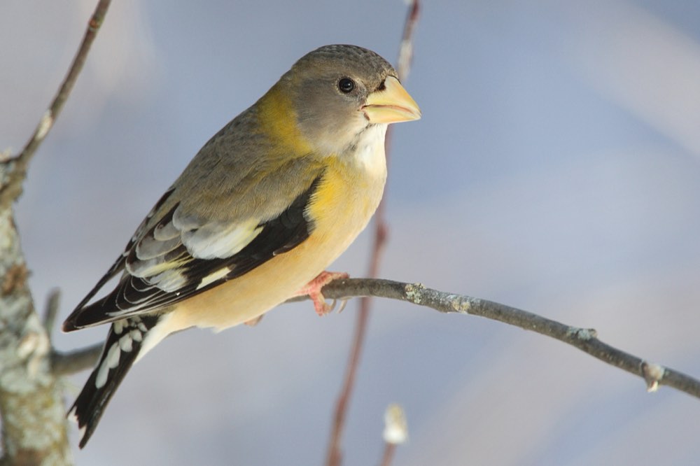 Evening Grosbeak