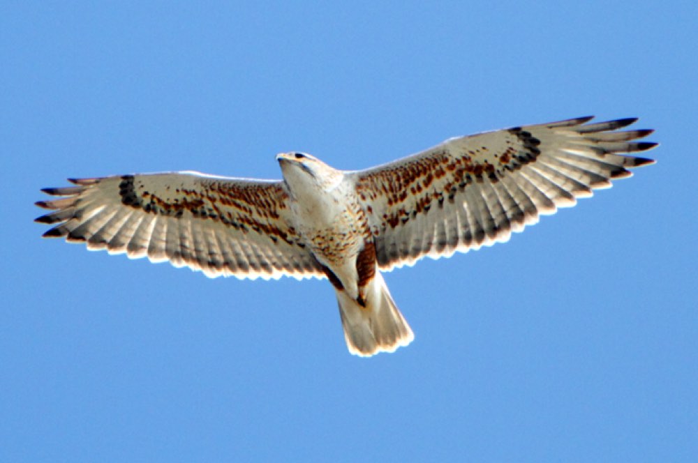 Ferruginous Hawk