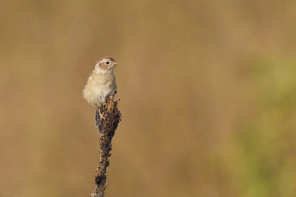 Field Sparrow