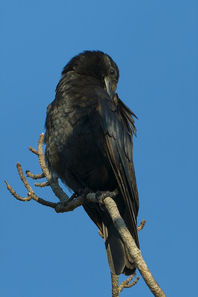 Fish Crow