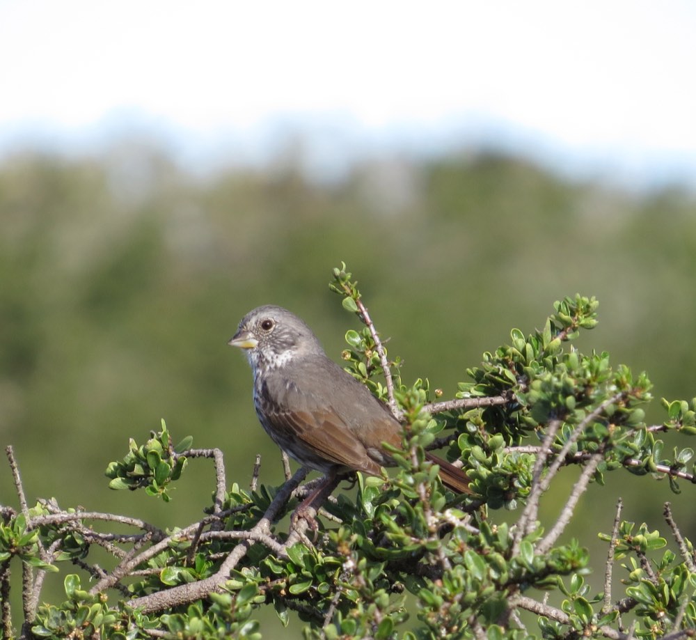 Fox Sparrow