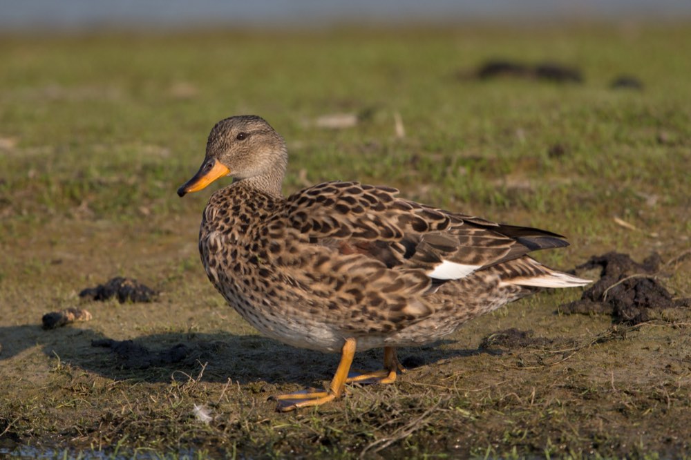 Female Gadwall