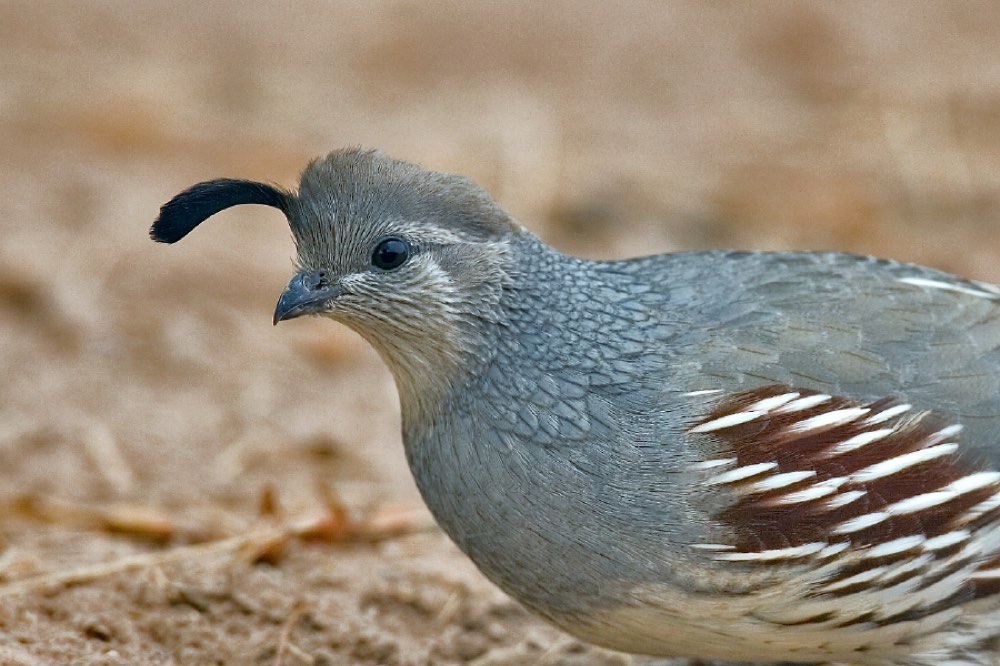 Female Gambel's Quail