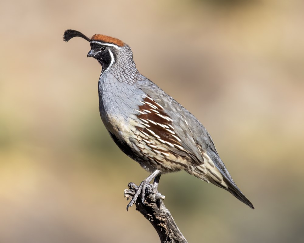 Gambel's Quail