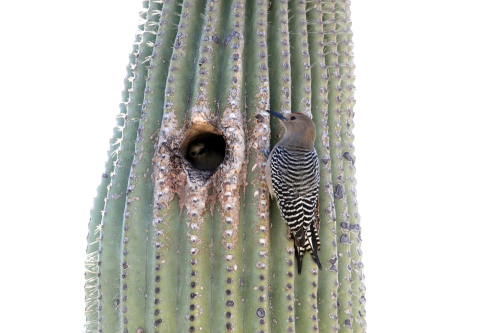 Gila Woodpecker