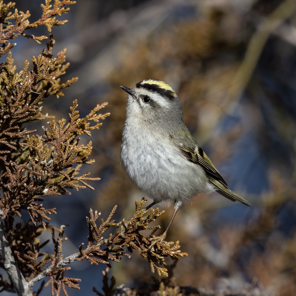 Golden-crowned Kinglet