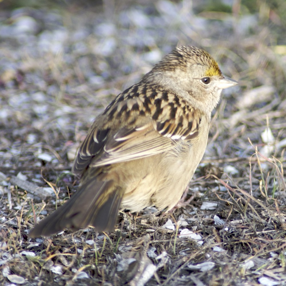 Golden-crowned Sparrow