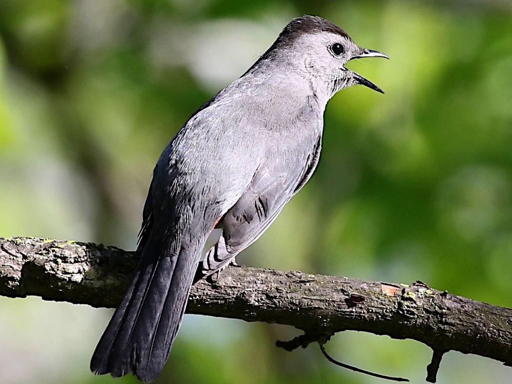 Gray Catbird