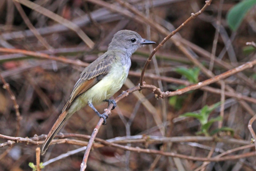 Great Crested Flycatcher