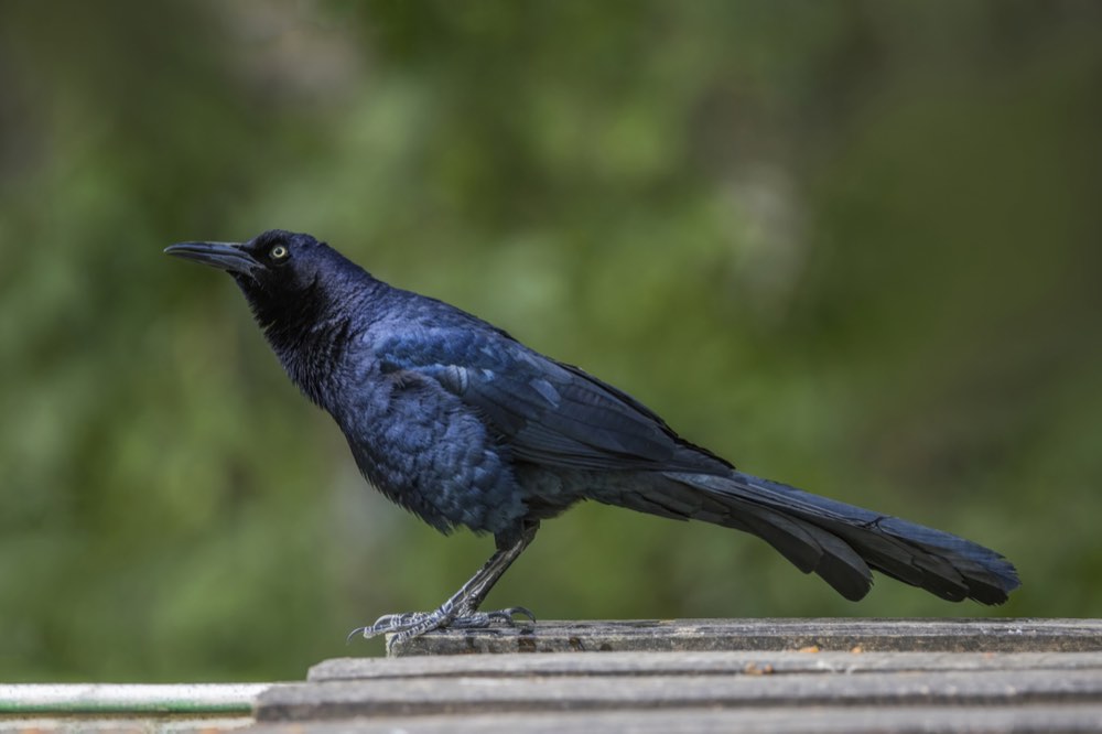 Great-tailed Grackle