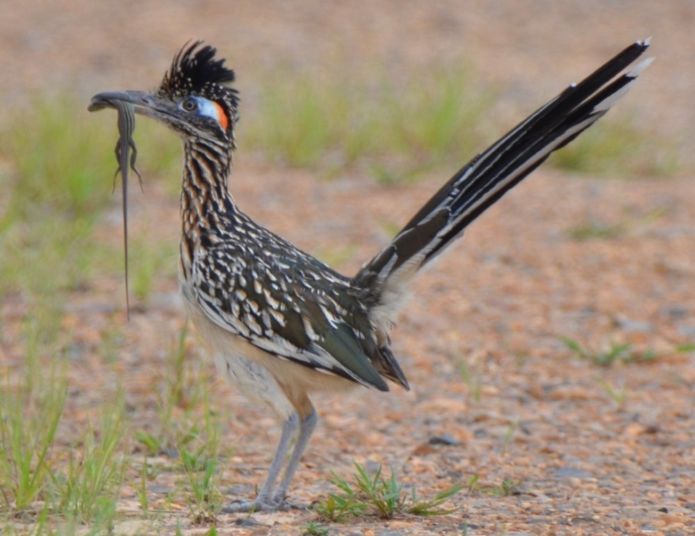 Greater Roadrunner