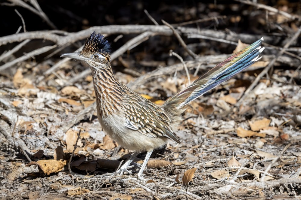 Greater Roadrunner