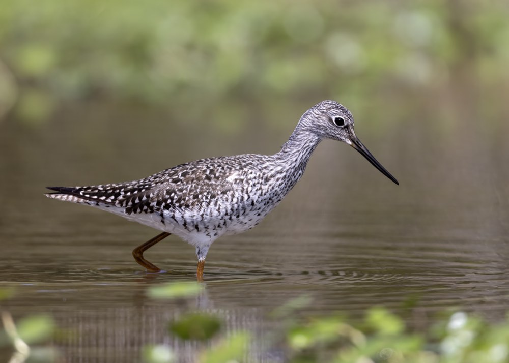 Greater Yellowlegs