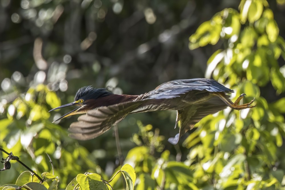 Green Heron