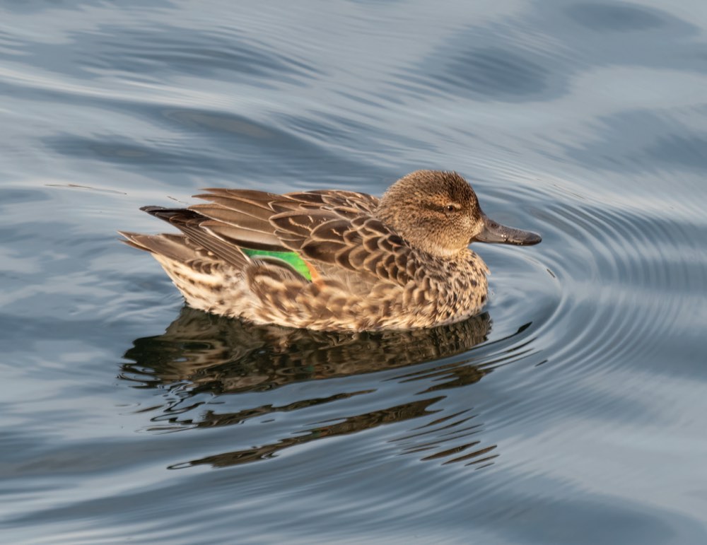 Green-winged Teal