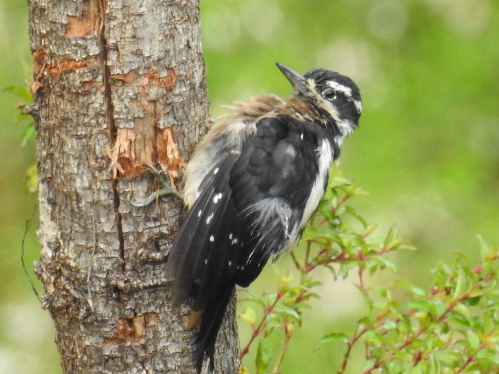 Hairy Woodpecker