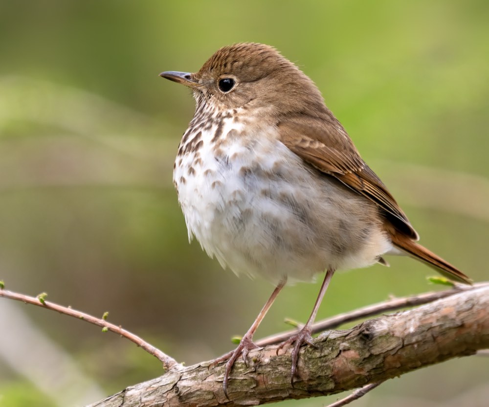 Male Hermit Thrush